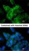 Lipoprotein Lipase antibody, NBP1-32215, Novus Biologicals, Immunofluorescence image 