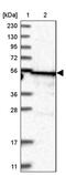 tRNA dimethylallyltransferase, mitochondrial antibody, PA5-55002, Invitrogen Antibodies, Western Blot image 
