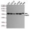 Heat Shock Protein Family D (Hsp60) Member 1 antibody, TA346968, Origene, Western Blot image 