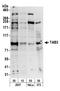 TGF-Beta Activated Kinase 1 (MAP3K7) Binding Protein 3 antibody, A302-207A, Bethyl Labs, Western Blot image 