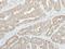 Glutathione S-transferase A1 antibody, NBP1-32233, Novus Biologicals, Immunohistochemistry frozen image 