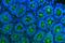 Tetraspanin 1 antibody, A08242-1, Boster Biological Technology, Immunofluorescence image 