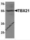 T-Box 21 antibody, 7477, ProSci, Western Blot image 