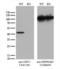 GIPC PDZ Domain Containing Family Member 1 antibody, LS-C796193, Lifespan Biosciences, Western Blot image 