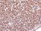 Heat Shock Protein 90 Beta Family Member 1 antibody, GTX103232, GeneTex, Immunohistochemistry paraffin image 