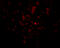 Epstein-Barr Virus Induced 3 antibody, 4967, ProSci, Immunofluorescence image 