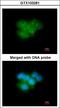 Calbindin 2 antibody, LS-B4220, Lifespan Biosciences, Immunofluorescence image 