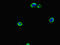 Phosphoglycolate Phosphatase antibody, LS-C679003, Lifespan Biosciences, Immunofluorescence image 