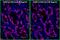 Colony Stimulating Factor 1 antibody, A120-111D4, Bethyl Labs, Immunofluorescence image 
