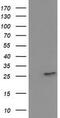 15-Hydroxyprostaglandin Dehydrogenase antibody, MBS533297, MyBioSource, Western Blot image 