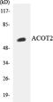 Acyl-CoA Thioesterase 2 antibody, LS-C200079, Lifespan Biosciences, Western Blot image 