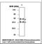 Selenoprotein P antibody, LS-C61995, Lifespan Biosciences, Western Blot image 