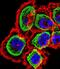 Regulator Of Calcineurin 1 antibody, PA5-35180, Invitrogen Antibodies, Immunofluorescence image 