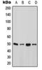 Ataxin 10 antibody, orb215102, Biorbyt, Western Blot image 