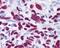 GLI Family Zinc Finger 3 antibody, 49-600, ProSci, Immunohistochemistry frozen image 