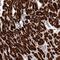 Sorting Nexin 16 antibody, NBP1-85974, Novus Biologicals, Immunohistochemistry paraffin image 