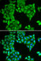 Sperm Associated Antigen 5 antibody, 22-234, ProSci, Immunofluorescence image 