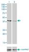 Creatine Kinase, Mitochondrial 1B antibody, H00001159-M04, Novus Biologicals, Western Blot image 