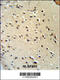 Lamin B1 antibody, 62-344, ProSci, Immunohistochemistry paraffin image 