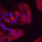 Attractin antibody, MAB7238, R&D Systems, Immunocytochemistry image 