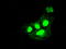 ICAD antibody, TA500063, Origene, Immunofluorescence image 