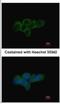 Lactate Dehydrogenase A antibody, NBP2-19320, Novus Biologicals, Immunofluorescence image 
