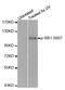 RB Transcriptional Corepressor 1 antibody, MBS128404, MyBioSource, Western Blot image 