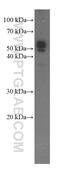 POU Class 5 Homeobox 1 antibody, 60242-1-Ig, Proteintech Group, Western Blot image 