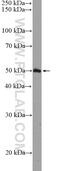 Rho GTPase Activating Protein 1 antibody, 11169-1-AP, Proteintech Group, Western Blot image 