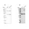 Nucleoporin 43 antibody, NBP1-88792, Novus Biologicals, Western Blot image 