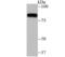 Zinc Finger And BTB Domain Containing 48 antibody, NBP2-75720, Novus Biologicals, Western Blot image 