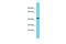 Tuftelin 1 antibody, PA5-70773, Invitrogen Antibodies, Western Blot image 