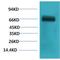 Albumin antibody, LS-C387879, Lifespan Biosciences, Western Blot image 