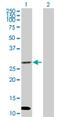 Dual Oxidase Maturation Factor 1 antibody, H00090527-B01P, Novus Biologicals, Western Blot image 