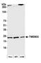 Transmembrane Protein 33 antibody, A305-597A-M, Bethyl Labs, Western Blot image 
