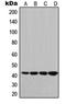 HLAG antibody, orb214038, Biorbyt, Western Blot image 