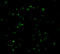 Caspase Recruitment Domain Family Member 8 antibody, 3187, ProSci, Immunofluorescence image 