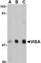 Mitochondrial Antiviral Signaling Protein antibody, NBP1-77275, Novus Biologicals, Western Blot image 