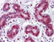 TSC22 domain family protein 3 antibody, 51-450, ProSci, Immunohistochemistry paraffin image 