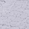 Protein Tyrosine Phosphatase Receptor Type N antibody, NBP1-83128, Novus Biologicals, Immunohistochemistry paraffin image 