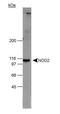 Nucleotide Binding Oligomerization Domain Containing 2 antibody, TA336664, Origene, Western Blot image 