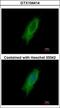 Major Histocompatibility Complex, Class II, DP Alpha 1 antibody, GTX104414, GeneTex, Immunofluorescence image 