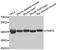 Creatine Kinase, Mitochondrial 2 antibody, A8088, ABclonal Technology, Western Blot image 