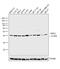 Mitogen-Activated Protein Kinase 1 antibody, PA5-17710, Invitrogen Antibodies, Western Blot image 