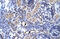 TATA-Box Binding Protein Associated Factor 1 antibody, ARP32473_P050, Aviva Systems Biology, Immunohistochemistry paraffin image 