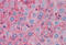 Apolipoprotein A1 antibody, MBS242412, MyBioSource, Immunohistochemistry frozen image 