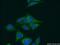 Asparaginyl-TRNA Synthetase 2, Mitochondrial antibody, 15714-1-AP, Proteintech Group, Immunofluorescence image 