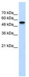 Nuclear Receptor Subfamily 1 Group H Member 2 antibody, TA343659, Origene, Western Blot image 