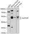 Aldehyde Dehydrogenase 3 Family Member B1 antibody, 13-636, ProSci, Western Blot image 