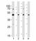 Suppressor Of Variegation 3-9 Homolog 2 antibody, F42488-0.4ML, NSJ Bioreagents, Western Blot image 